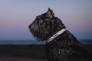 Beach Dog Collar - Oh My Paw'd
