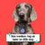 Chocolate Is My Valentine Pet ID Tag - Oh My Paw'd