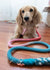 Jack & Jill Dog Rope Dog Leash - Oh My Paw'd