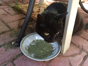 KittyWeed Catnip - Oh My Paw'd
