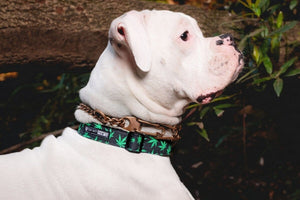 Pot Leaf Dog Collar - Oh My Paw'd