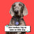 Remy Pet ID Tag - Oh My Paw'd